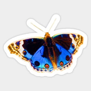 Blue Pansy Butterfly Sticker